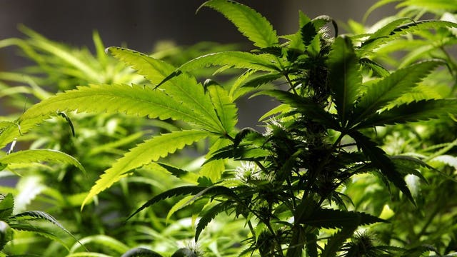 Illinois marijuana law aims to undo harm of war on the drug