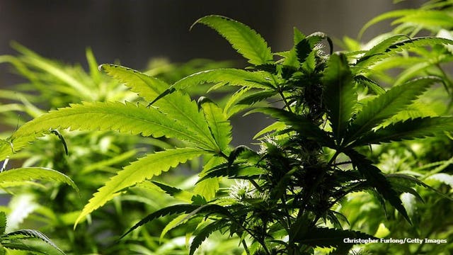 Marijuana backers look for Midwest breakthrough in November