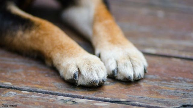 Pennsylvania city seeing suspicious wave of dog deaths: reports