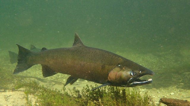 Racine's Salmon-A-Rama fishing contest is on for 2020, festival is canceled