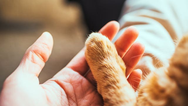 Federal officials: 2 pet cats in New York state tested positive for coronavirus