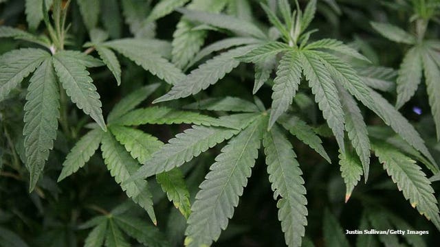 Voters in Milwaukee, Dane counties want marijuana legalized