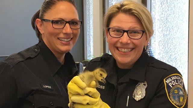 Cute! MPD maintenance worker finds abandoned baby goose, officers bring it to safety