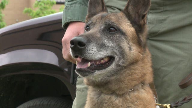 Waukesha Co. K-9 "Gordy" to retire at age nine; deputies hope you can help raise money for replacement