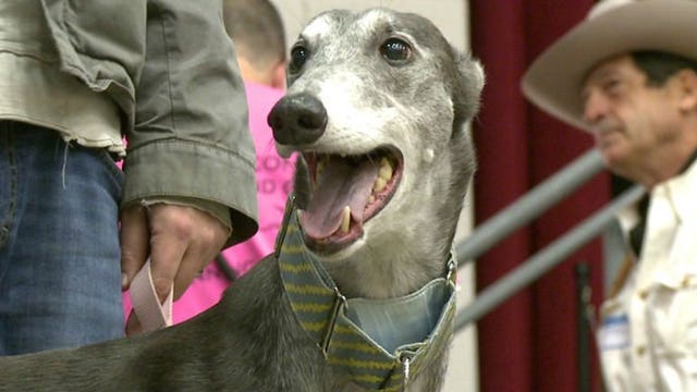 "I just couldn't believe how much I loved this dog:" Greyhound lovers gather for annual Gala