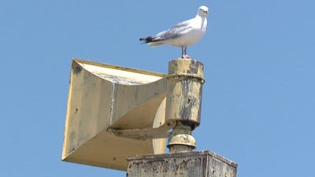 Beware of aggressive seagulls if visiting Racine's city hall
