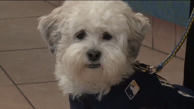 Notarized and verified: Milwaukee Brewers say, "This is definitely the original Hank"