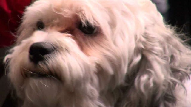 $4 beer & nachos, $1 hot dogs & soda...and Hank the dog at Miller Park this week!