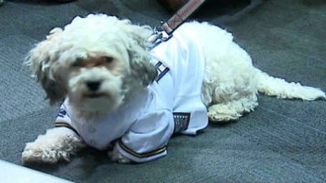 Brewers Hank reportedly doing well after neutering surgery