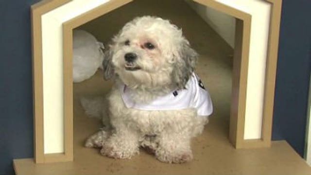 What does Brewers Hank think of his new "home" at Miller Park?