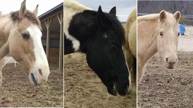 Three horses found in Pike Lake State Park reunited with owners in Town of Hartford