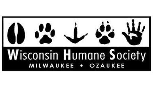 You can't adopt a cat at the humane society right now, but why?