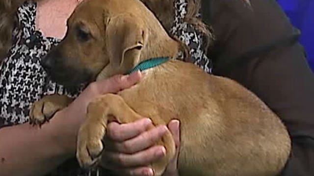 Pup's Picks Week 1: Green Bay Packers or Chicago Bears? Who will Josie pick?!