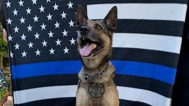 K-9 Justice thanks 'caring, generous' people who sent him well wishes following on-duty stabbing
