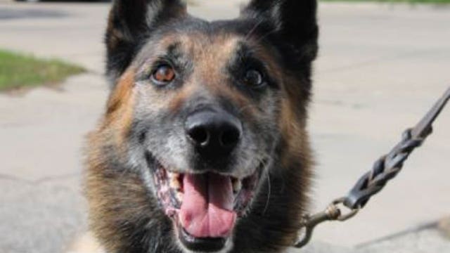 Sad news from the Racine Police Department: K9 Cheeto has passed away