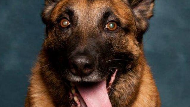 Franklin Police Department says goodbye to beloved K-9 Officer 'Dagger'