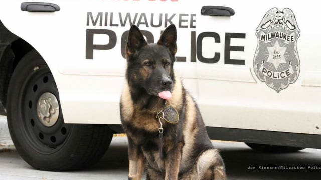MPD K-9 "Emo," who recently celebrated his 11th birthday, now celebrating retirement