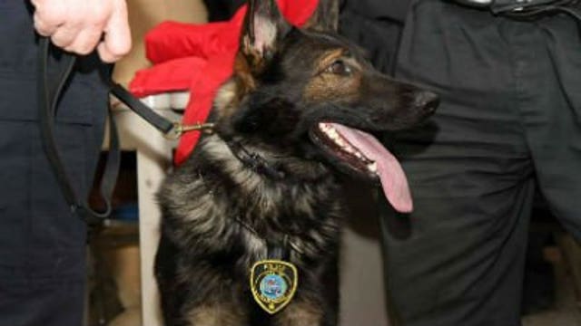 MPD welcomes two new K9 officers, Agu and Bravo