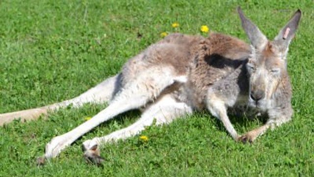 Racine kangaroo fights cancer, has pouch removed