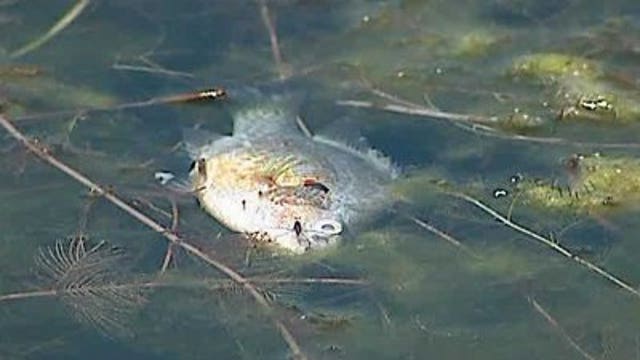 Experts say hot, dry weather could spell trouble for lake wildlife