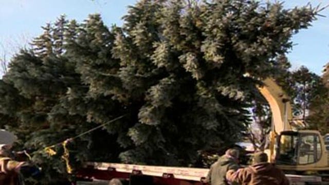 45-foot Green Bay tree selected as Lambeau Field Christmas tree