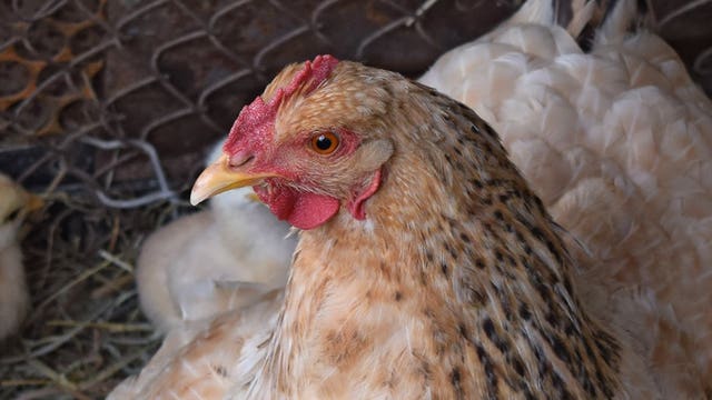 Officials: North Carolina farmers to euthanize 1.5M chickens amid pandemic