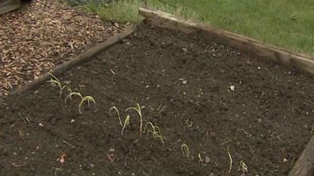 In the Garden: Leeks & Cole Crops