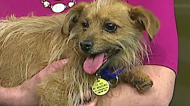 Packers or Vikings? Pup makes a pick ahead of battle for NFC North Division title at Lambeau