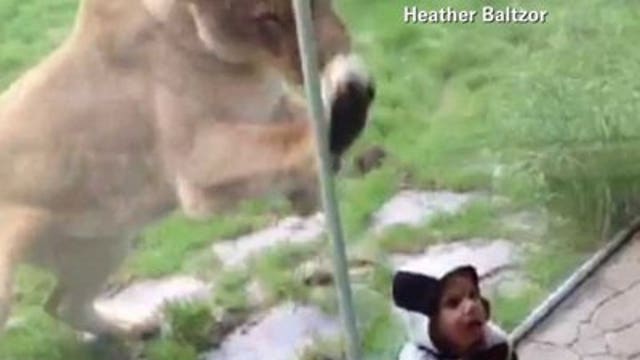 Lioness that pawed at child is from Racine