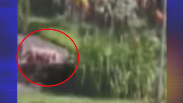 "Be very, very careful:" After seeing video, big cat expert thinks 'Milwaukee Lion' is a cougar, and a pet