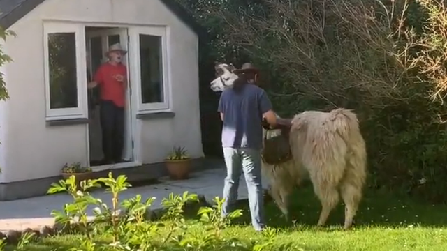 Llama delivers groceries to elderly during COVID-19 pandemic