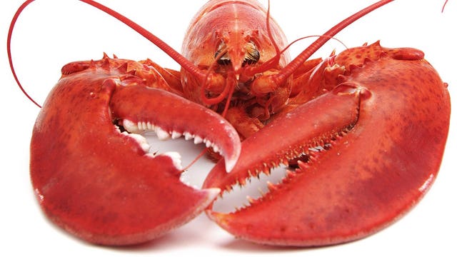 Baked before boiled: Maine restaurant treats lobsters with marijuana to ease pain before cooking