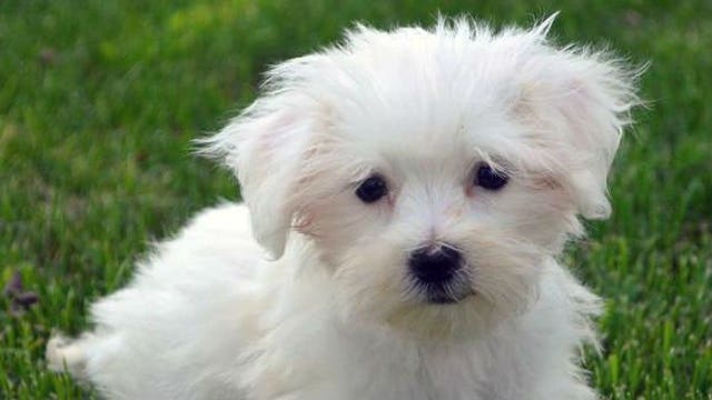 Teacup Maltese stolen from 'Preppy Pups' in West Allis found, reunited with owner