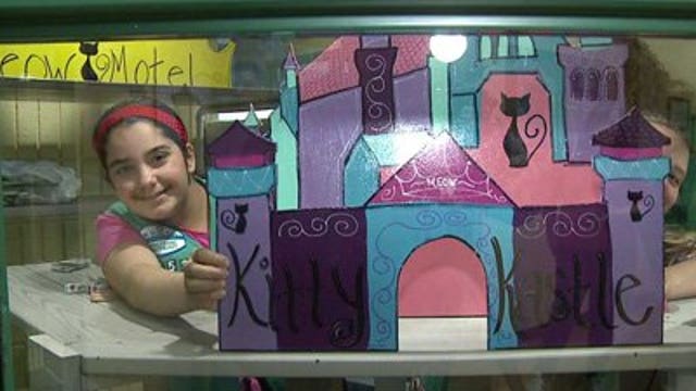 Girl Scouts put their "purrsonalities" into new cat habitat at HAWS