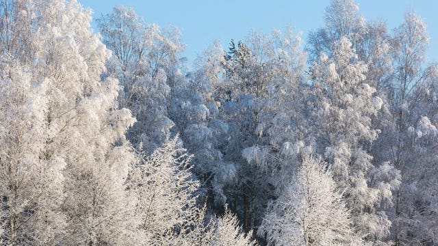 ‘Frost Fest’ in place of tree lighting gets cool reception
