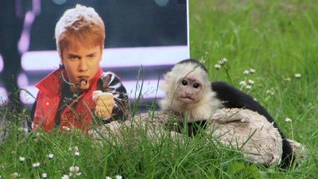 Germany asks Justin Bieber to pay costs of caring for his monkey