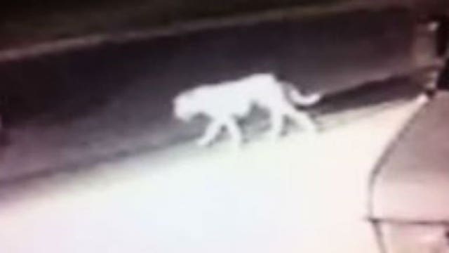 An animal mystery in California! Is it a cougar? A mountain lion? An African lion? A leopard? Simply a dog?