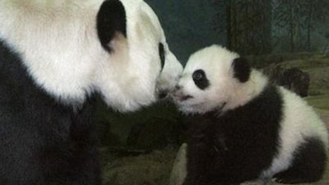 Cause of panda cub death still unclear