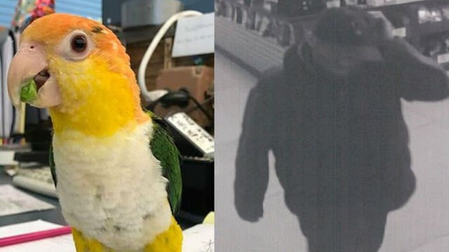 "There is a secondary market" Expensive parrot named "Tiki" stolen from Pet World Warehouse