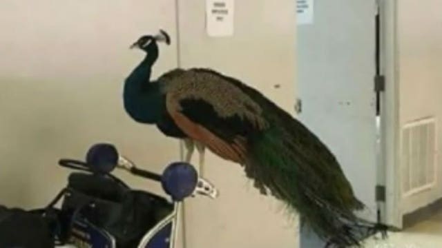 Artist, her emotional support peacock denied entry on flight