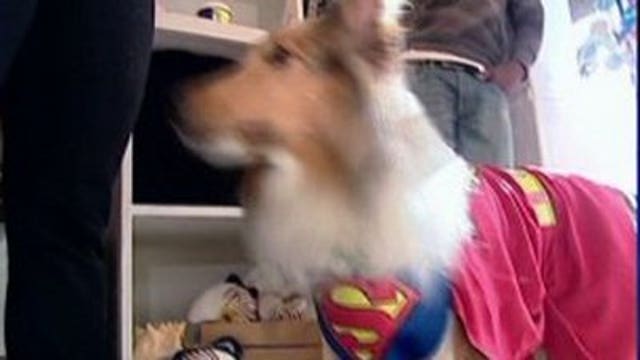 Pet owners expected to spend $370 million on costumes for pets