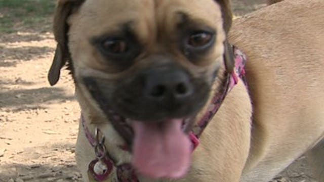 Keeping your pet safe over the 4th of July holiday