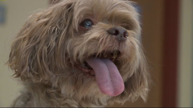 PETA awards MPD after dog saved from lagoon twice: "These officers were ready to do whatever it took"