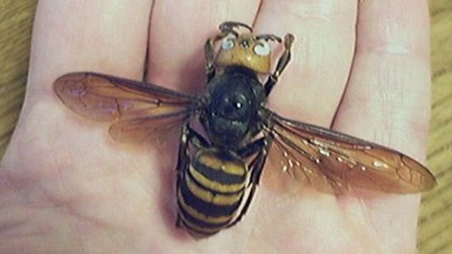Deadly giant hornets kill 42 people, injure 1,500 in China