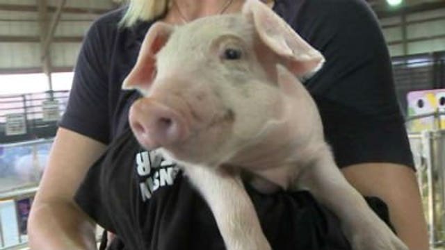 Laura learns about farm animals at Wisconsin State Fair