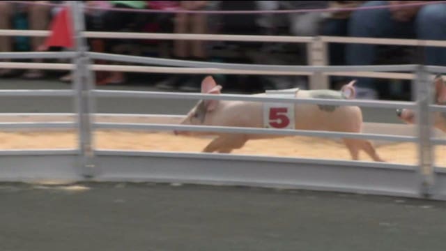 'They just go insane:' Organizers say Wisconsin State Fair features largest pig racing crowds they see 🐷