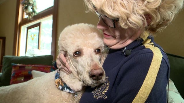 Woman who created nonprofit to rescue poodles dismayed after page shut down for 'nudity'