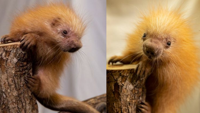 It's a girl! Disney's Animal Kingdom welcomes baby porcupine