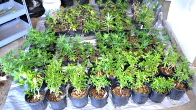 A HUGE pot bust in Dane County: Four homes, owned by one man, with over 100 plants each