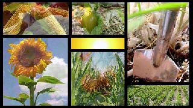 Apples, Tomatoes & Improving Soil